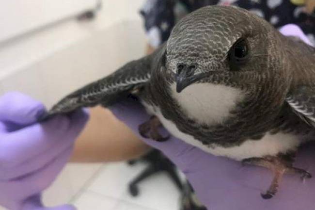 Ebabil Kuşlarına Belediye Sahip Çıktı