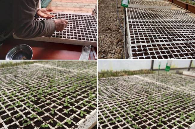 KIRIKHAN BELEDİYESİ ÇELİKLEME YÖNTEMİ İLE 430 BİN KÖK ÜRETİMİ YAPTI