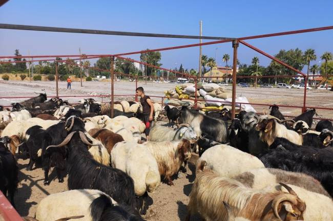 BAŞKAN TOSYALI, KURBAN SATIŞ ALANI BELİRLENDİ