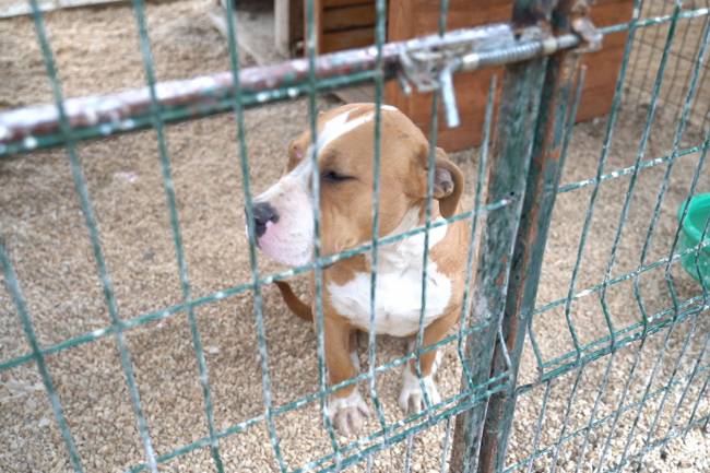 YASAKLI IRKLARI SOKAĞA BIRAKMAYIN HBB’DEN YASAKLI IRK KÖPEKLER İÇİN ÜCRETSİZ KISIRLAŞTIRMA İMKÂNI
