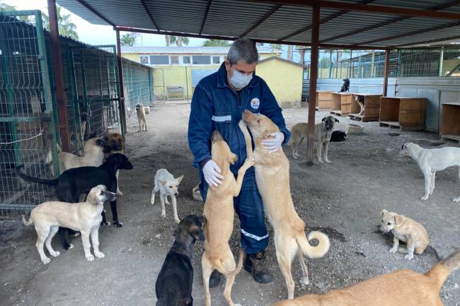 İSKENDERUN BELEDİYESİ SOKAK HAYVANLARINI YALNIZ BIRAKMIYOR