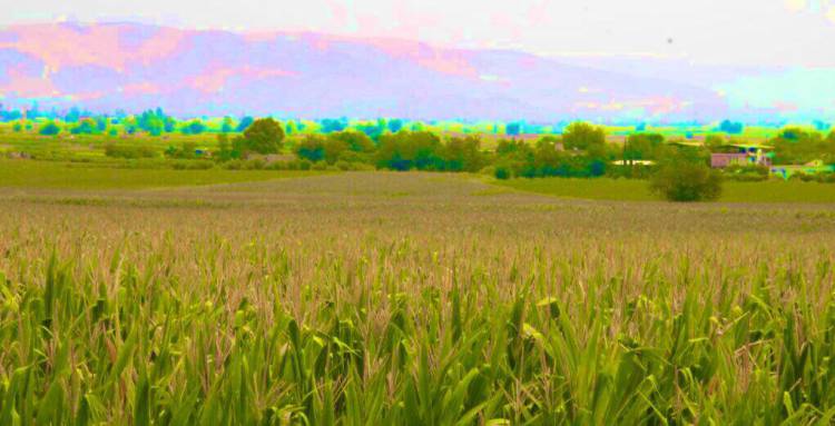 MISIR’A ÜRÜN DESTEĞİ VERİLDİ..