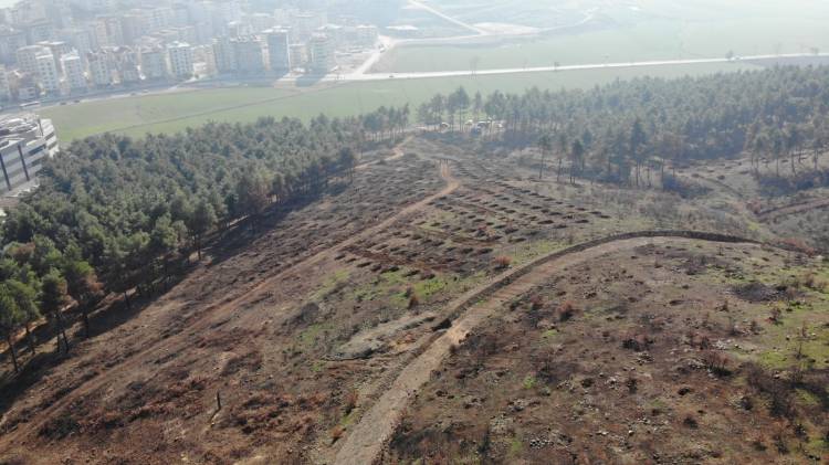 HBB 1 MİLYON FİDAN HEDEFİNE EMİN ADIMLARLA İLERLİYOR 4 BİN 500 FISTIK ÇAMI FİDANI TOPRAKLA BULUŞTU HATAY’IN TOPRAKLARI HBB İLE YEŞİLLENİYOR