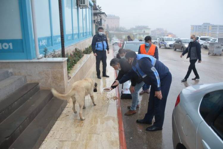 BAŞKAN YAVUZ SOKAK HAYVANLARINI KORUMAYA VE SAHİP ÇIKMAYA DEVAM EDİYOR