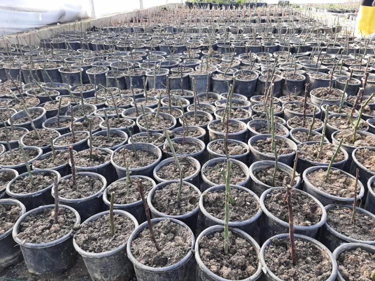 HBB’NİN ÜRETTİĞİ BİTKİLERLE HATAY DAHA YEŞİL OLACAK