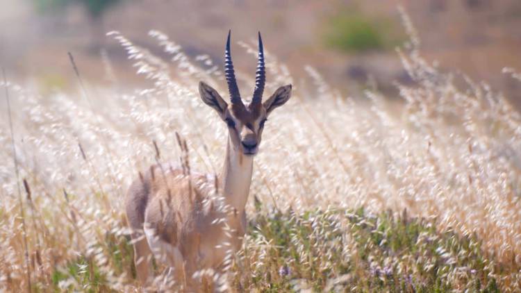 CHP’Lİ BÜYÜKŞEHİR BELEDİYE BAŞKANLARI EXPO HATAY MASKOTLARI İÇİN OY  KULLANDI
