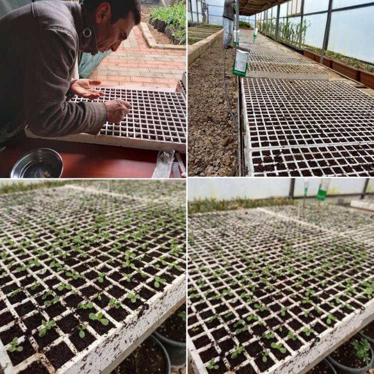 KIRIKHAN BELEDİYESİ ÇELİKLEME YÖNTEMİ İLE 430 BİN KÖK ÜRETİMİ YAPTI