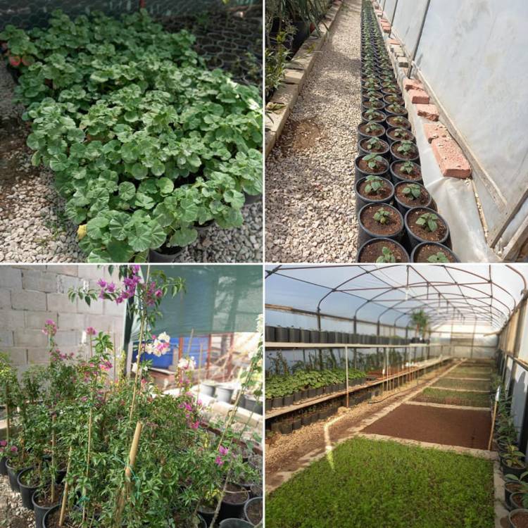 KIRIKHAN BELEDİYESİ ÇELİKLEME YÖNTEMİ İLE 430 BİN KÖK ÜRETİMİ YAPTI