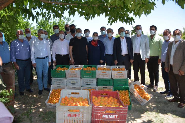 MİLLETVEKİLİ YAYMAN VE BAŞKAN YAVUZ, KIRIKHAN’DA İLK KAYISI HASADINI YAPTI