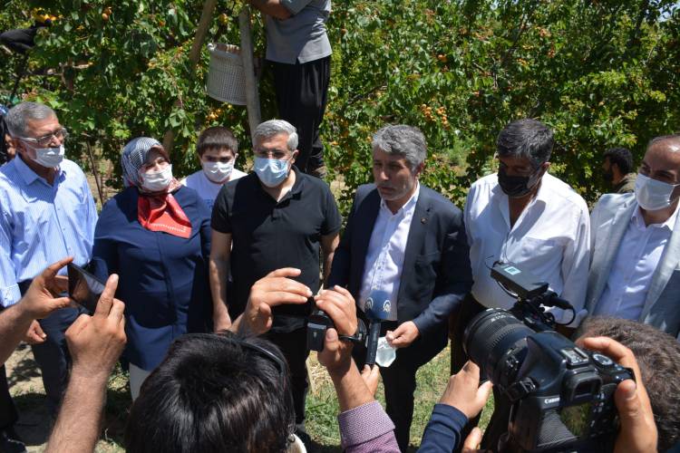 MİLLETVEKİLİ YAYMAN VE BAŞKAN YAVUZ, KIRIKHAN’DA İLK KAYISI HASADINI YAPTI