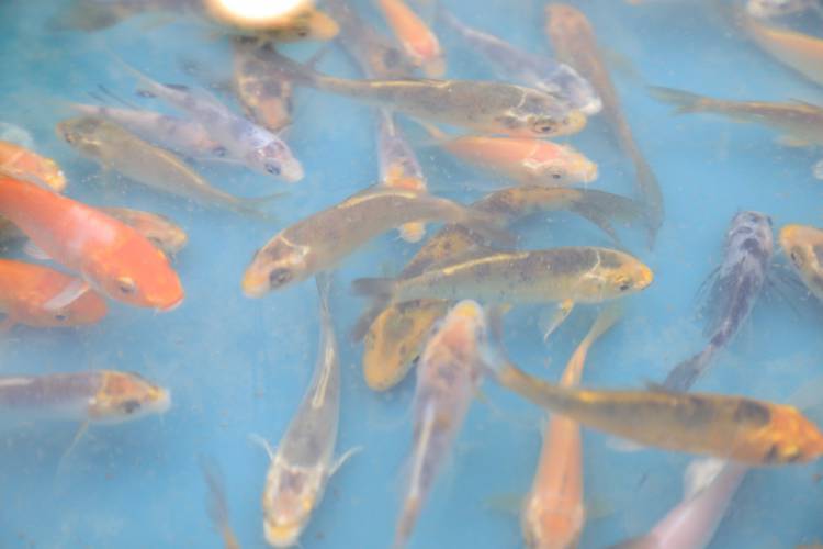 BİYOLOJİK EXPO GÖLETİ YAVRU BALIKLARI İLE BULUŞTU LÜTFÜ SAVAŞ: : KÜRESEL İKLİM KRİZİNE DİKKAT ÇEKMEK İSTEDİK