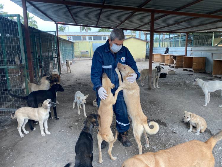 İSKENDERUN BELEDİYESİ SOKAK HAYVANLARINI YALNIZ BIRAKMIYOR