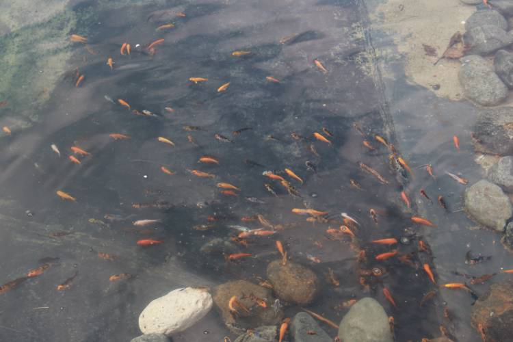 BİYOLOJİK EXPO GÖLETİ YAVRU BALIKLARI İLE İKİNCİ KEZ BULUŞTU