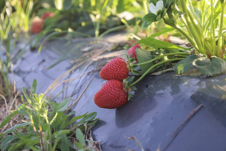 HBB'NİN DESTEKLERİ İLK MEYVELERİNİ VERDİ